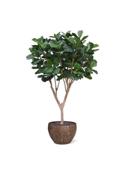 Albero artificiale Ficus Lyrata XL Deluxe 300cm