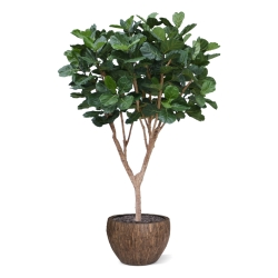 Albero artificiale Ficus Lyrata XL Deluxe 300cm