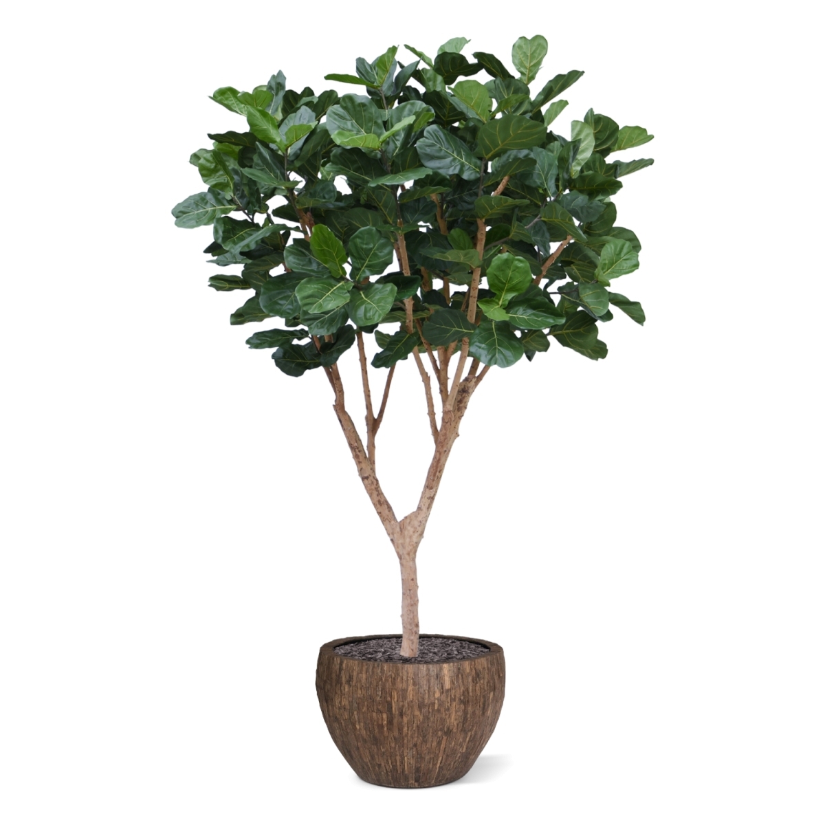 Albero artificiale Ficus Lyrata XL Deluxe 300cm