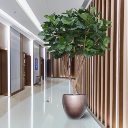 Albero artificiale Ficus Lyrata XL Deluxe 300cm