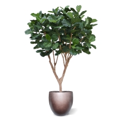 Albero artificiale Ficus Lyrata XL Deluxe 300cm
