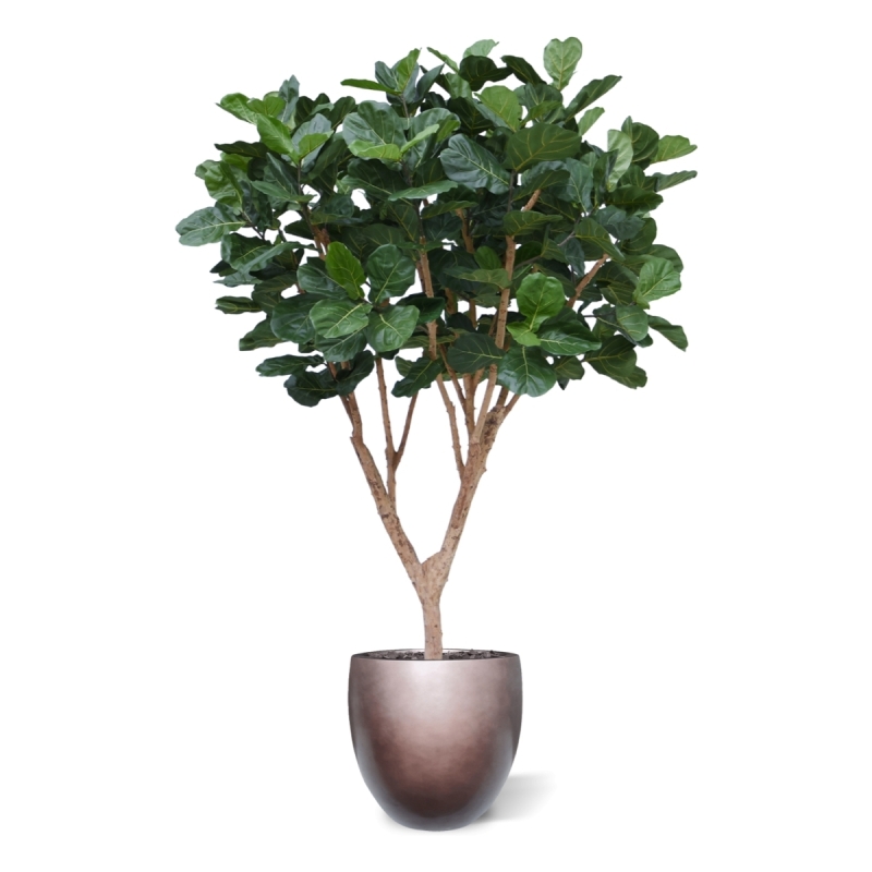 Albero artificiale Ficus Lyrata XL Deluxe 300cm