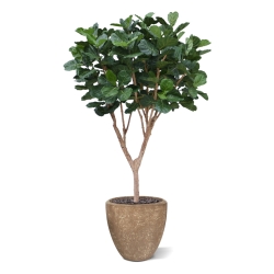 Albero artificiale Ficus Lyrata XL Deluxe 300cm
