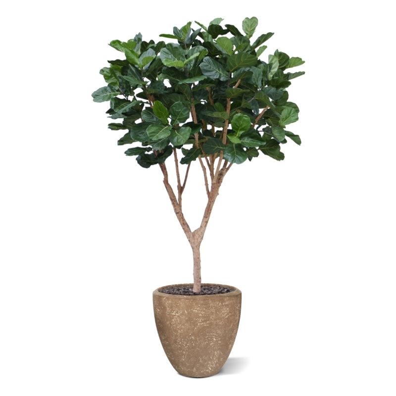 Albero artificiale Ficus Lyrata XL Deluxe 300cm