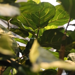 Albero artificiale Ficus Lyrata XL Deluxe 300cm