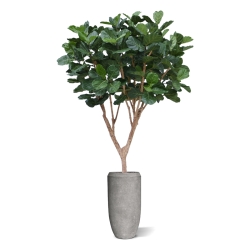 Albero artificiale Ficus Lyrata XL Deluxe 300cm