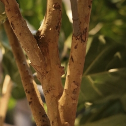 Albero artificiale Ficus Lyrata XL Deluxe 300cm