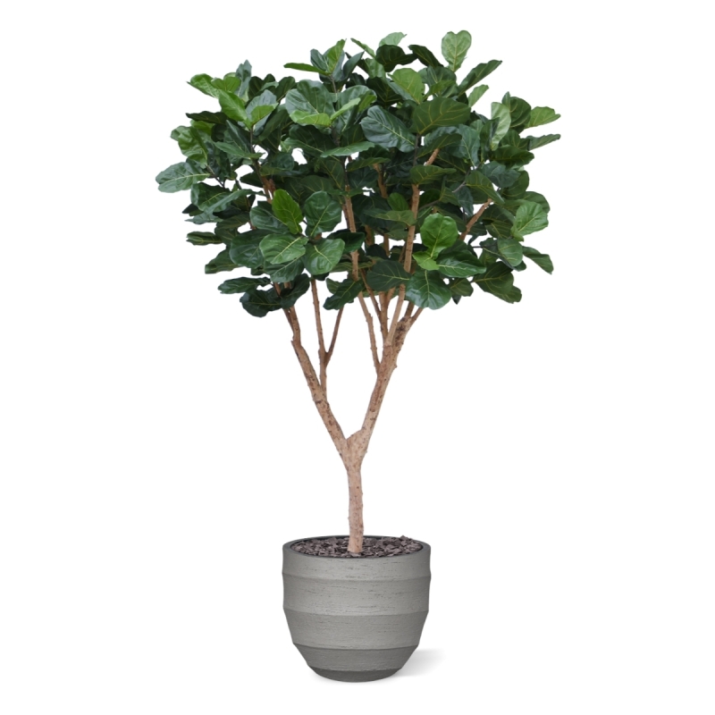 Albero artificiale Ficus Lyrata XL Deluxe 300cm