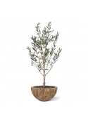 Ulivo Artificiale N 120cm
