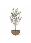 Ulivo Artificiale N 120cm