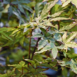 Albero artificiale Acer XL verde 300 cm