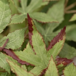 Albero artificiale Acer XL verde 300 cm
