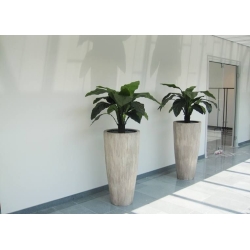 Anthurium Jungle King pianta artificiale 100 cm