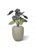 Alocasia rossa pianta artificiale 65 cm