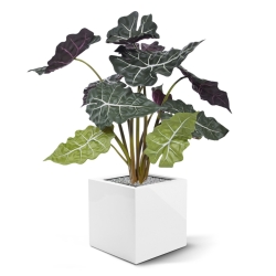 Alocasia rossa pianta artificiale 65 cm