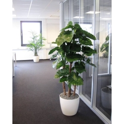 Alocasia Calidora deluxe pianta artificiale 165 cm FR