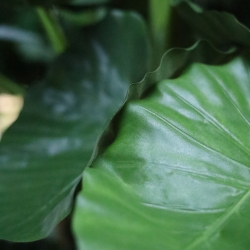 Alocasia Calidora deluxe pianta artificiale 165 cm FR