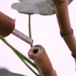 Alocasia Calidora deluxe pianta artificiale 165 cm FR