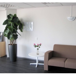 Alocasia Calidora deluxe pianta artificiale 165 cm FR