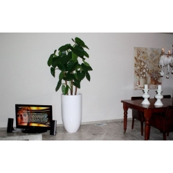 Alocasia Calidora deluxe pianta artificiale 165 cm FR