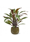 Calathea rossa pianta artificiale 60 cm