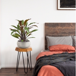 Calathea rossa pianta artificiale 60 cm