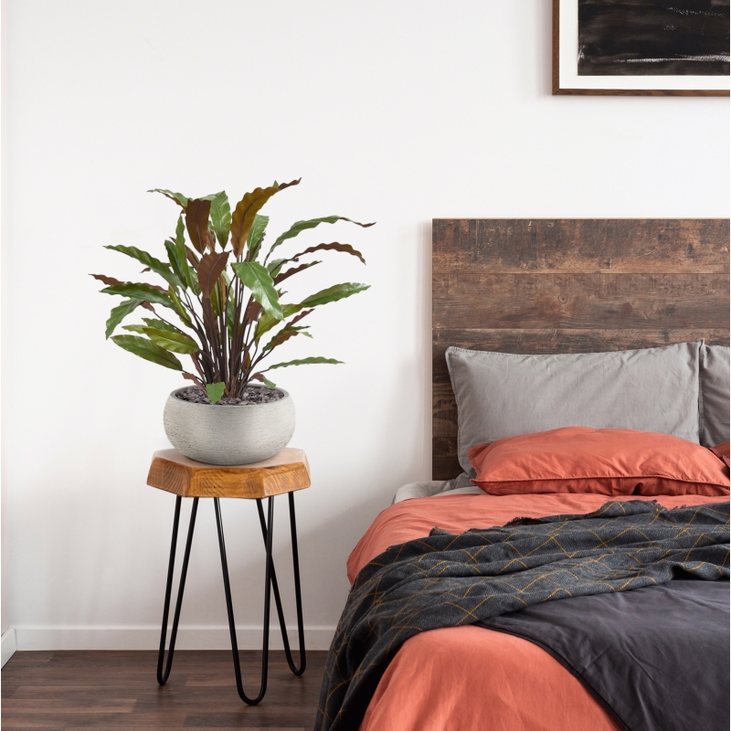 Calathea rossa pianta artificiale 60 cm