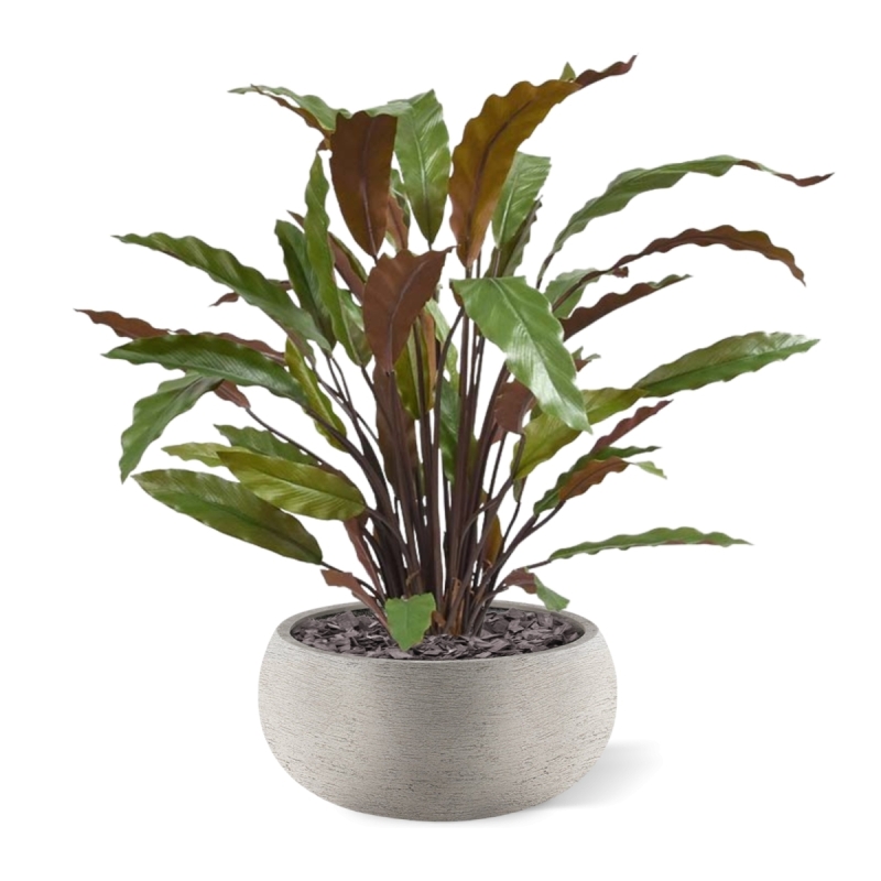 Calathea rossa pianta artificiale 60 cm