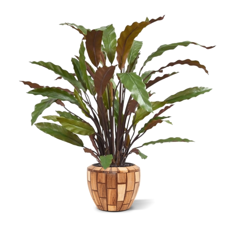 Calathea rossa pianta artificiale 60 cm