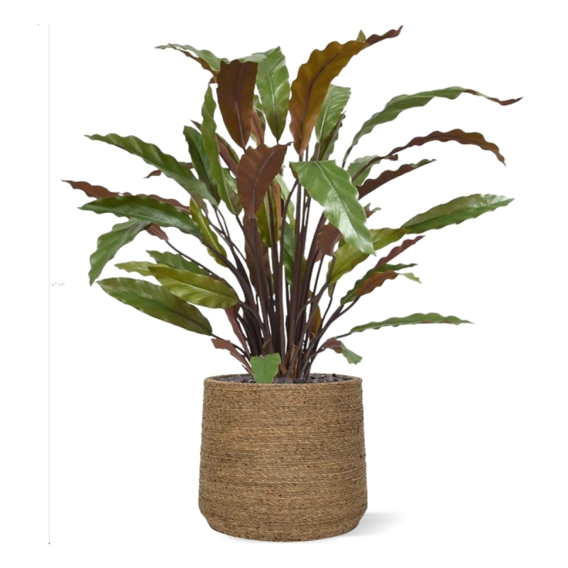 Calathea rossa pianta artificiale 60 cm