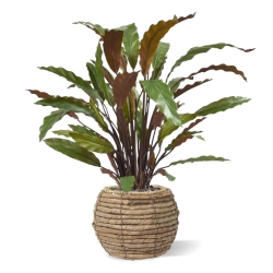 Calathea rossa pianta artificiale 60 cm