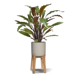 Calathea rossa pianta artificiale 60 cm