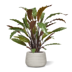 Calathea rossa pianta artificiale 60 cm