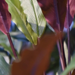 Calathea rossa pianta artificiale 60 cm