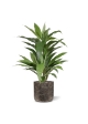 Draceana verde pianta artificiale 80cm