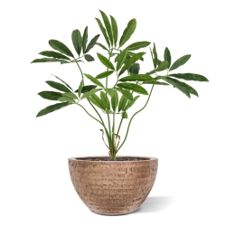 Philodendron Fun Bun Artificiale 80cm Deluxe