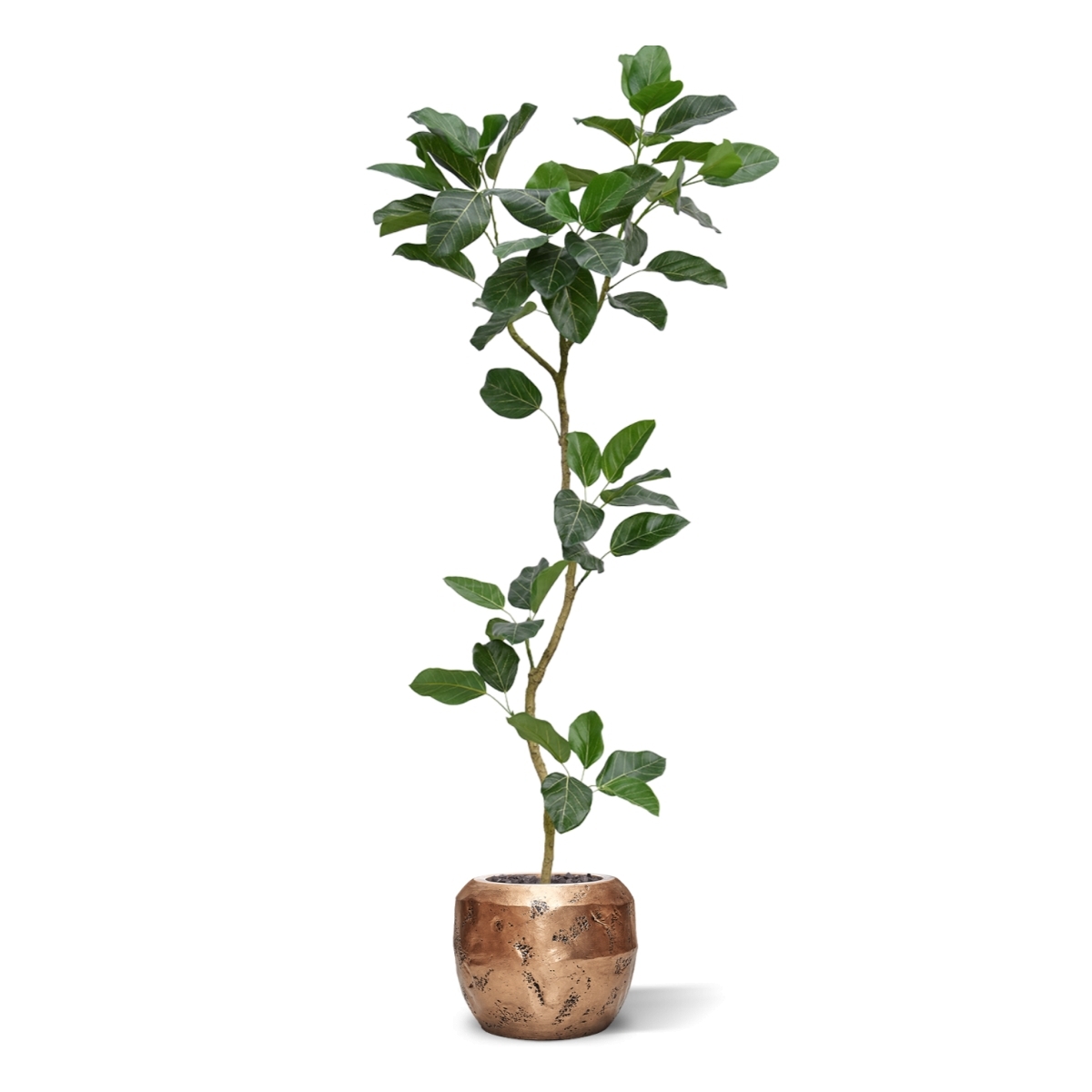 Albero artificiale Ficus Audrey RT 240 cm