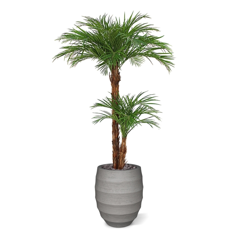 Palma artificiale Areca deluxe 225 cm