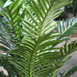Palma artificiale Paradize Promo 100cm