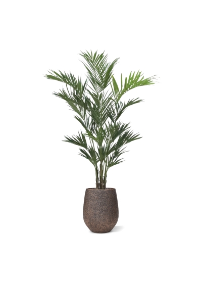Palma artificiale Kentia XL Deluxe 260 cm