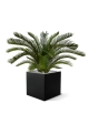 Palma artificiale Cycas deluxe M 80cm - resistente ai raggi UV
