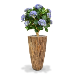 Ortensia Deluxe su tronco 90 cm blu