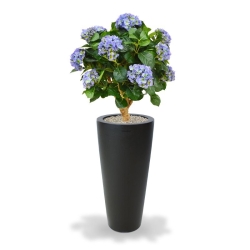 Ortensia Deluxe su tronco 90 cm blu