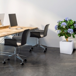 Ortensia Deluxe su tronco 90 cm blu