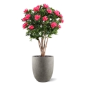 Rododendro Deluxe Artificiale 115cm Cerise