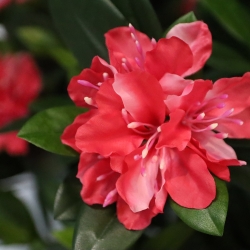 Rododendro Deluxe Artificiale 115cm Cerise