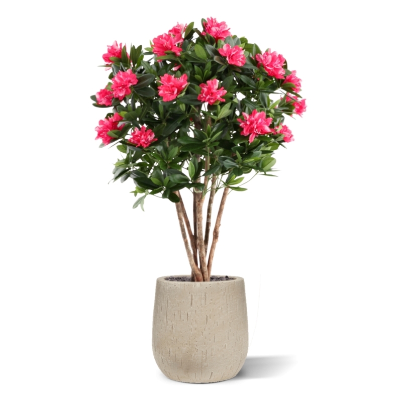 Rododendro Deluxe Artificiale 115cm Cerise