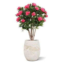 Rododendro Deluxe Artificiale 115cm Cerise