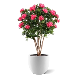 Rododendro Deluxe Artificiale 115cm Cerise