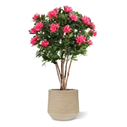 Rododendro Deluxe Artificiale 115cm Cerise